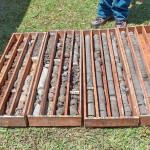 Torito Turrialba Torito Turrialba